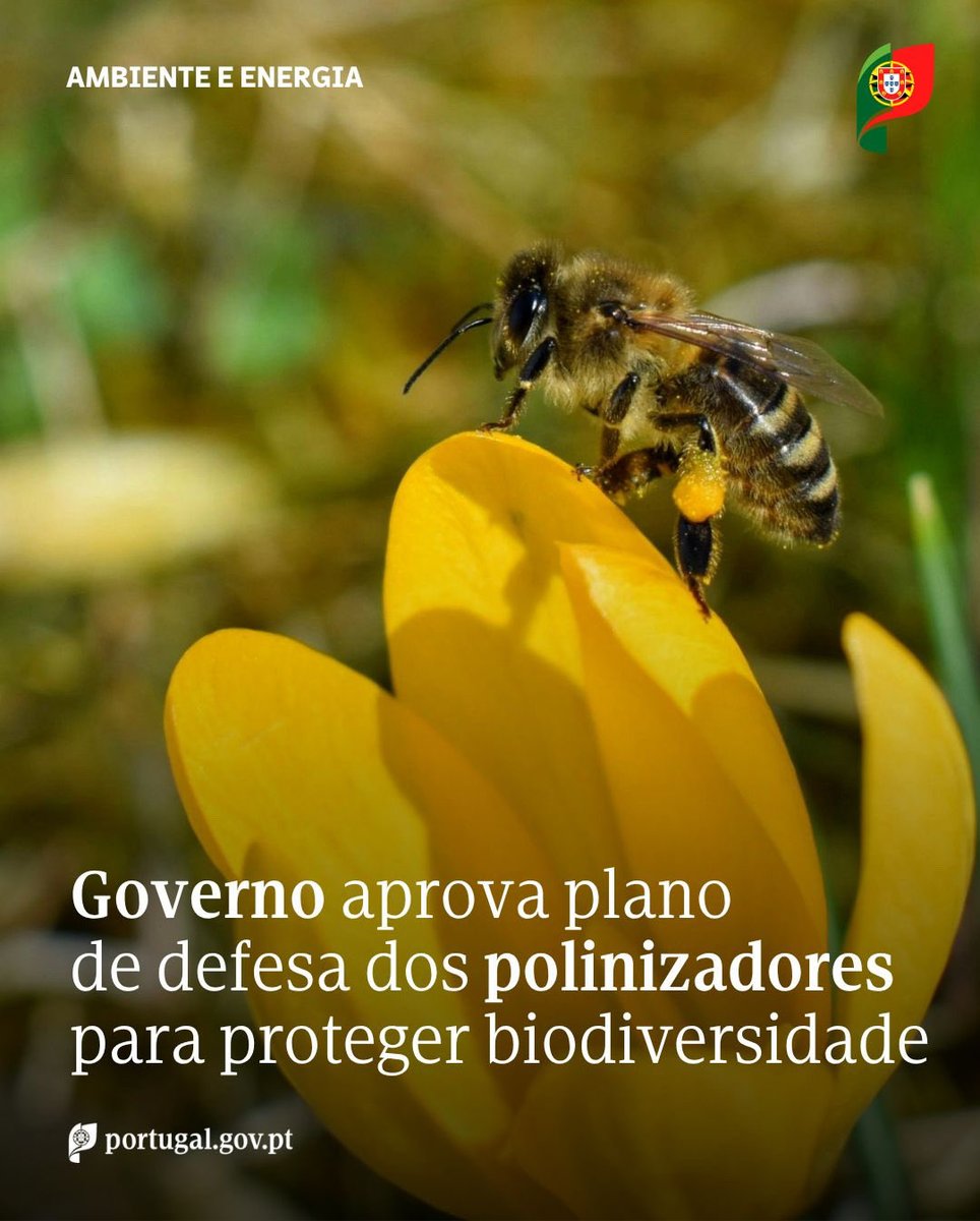 Maria Graça Carvalho tweet media