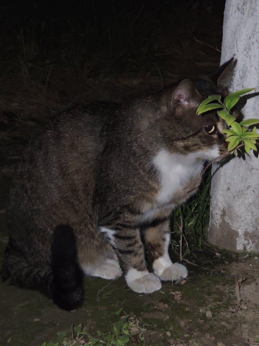 cold流雨 tweet media