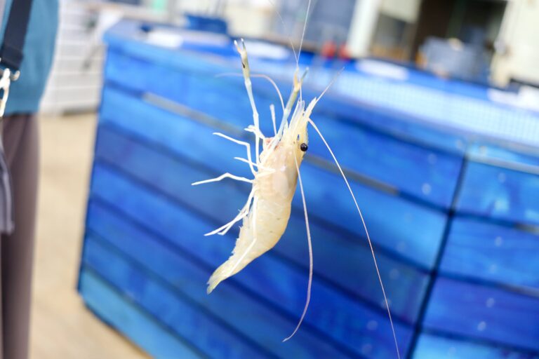 ぴんちょす🍙沼津暮らしブログ tweet media