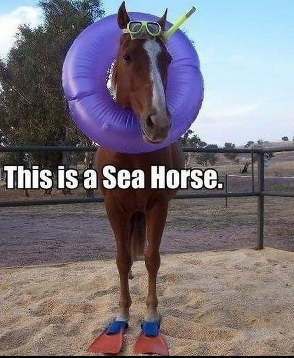 LAnDo NIFFIRG™️🇨🇦 tweet media