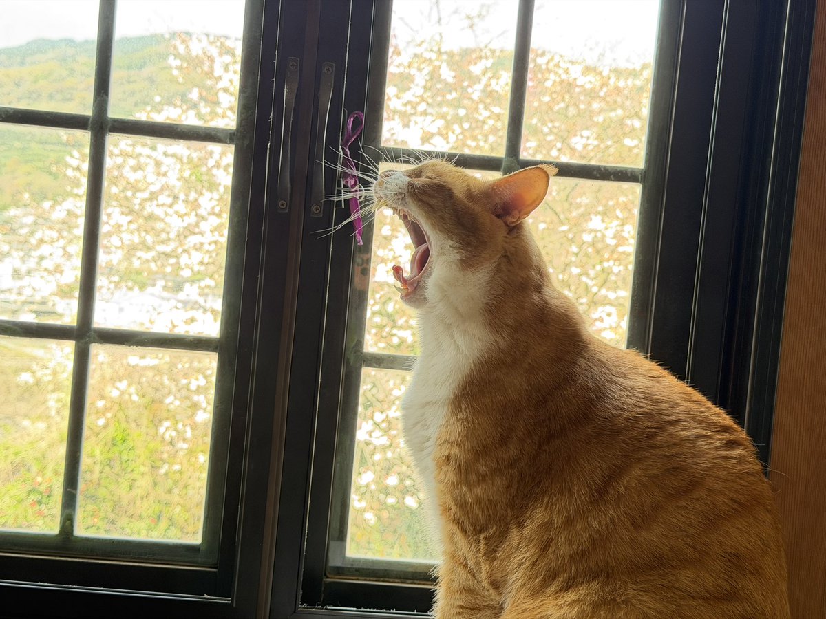 華 🐝𓂃𓈒𓏸︎︎︎︎ tweet media