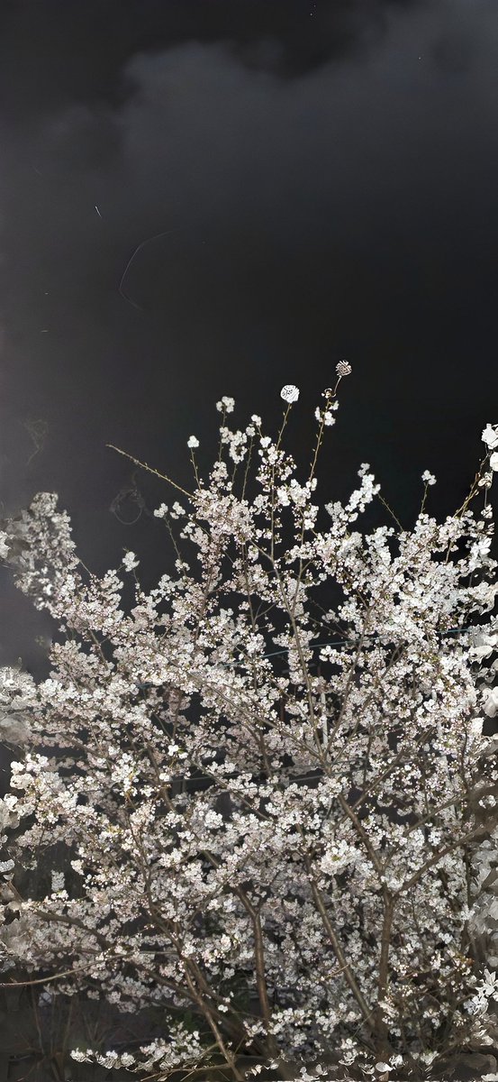 Wallpaper Seventeen tweet media