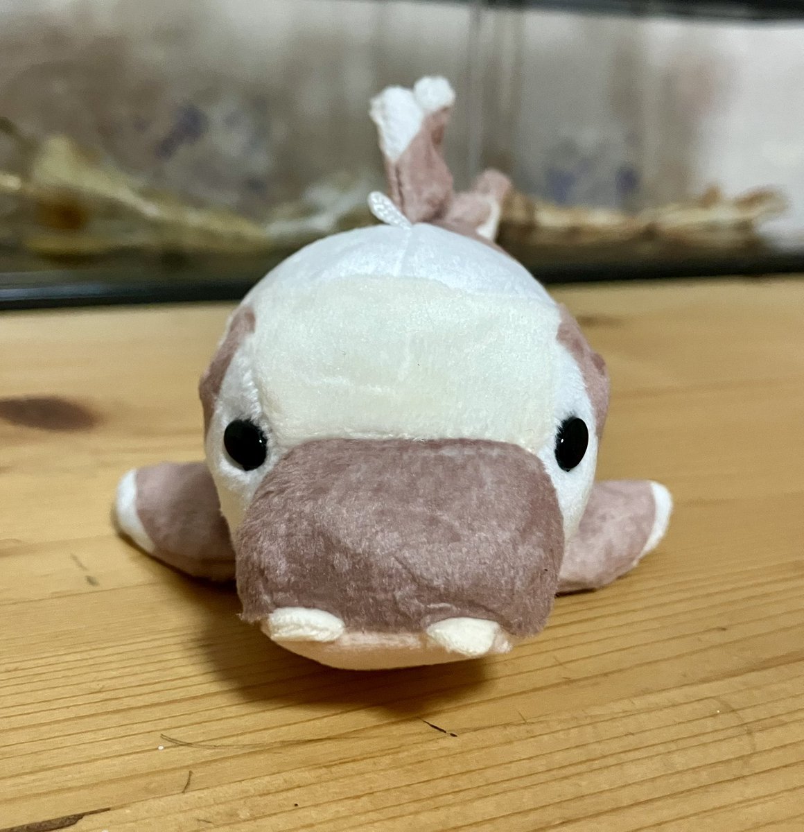 こずな tweet media