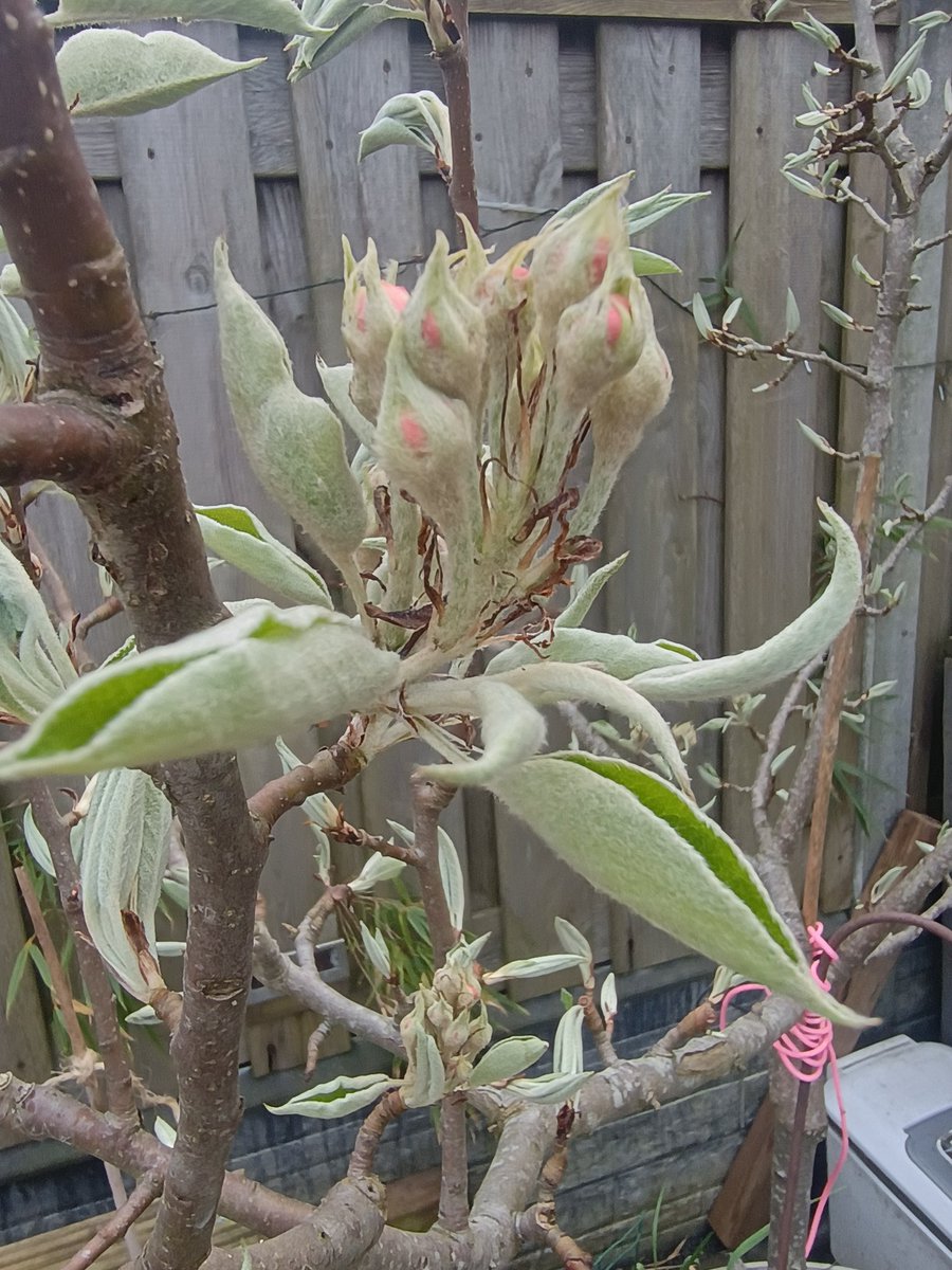 SmokerJoe tweet media