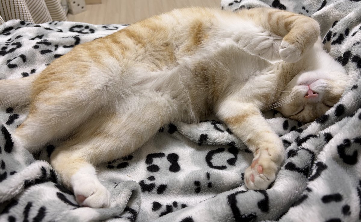 배에 봉제선 있는 고앵이