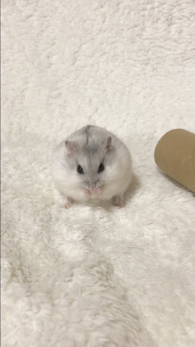 けぇこ🍆 tweet media