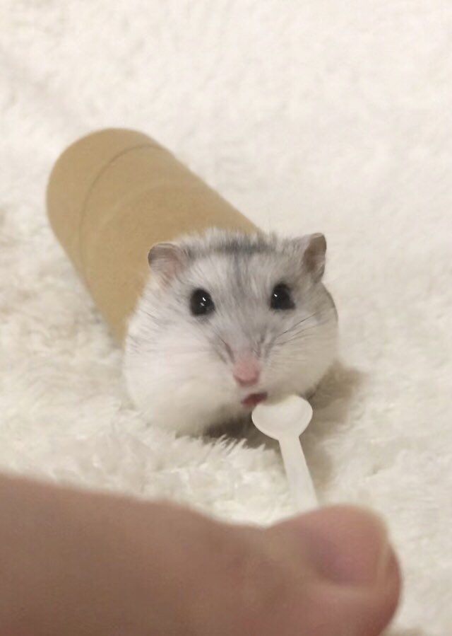 けぇこ🍆 tweet media