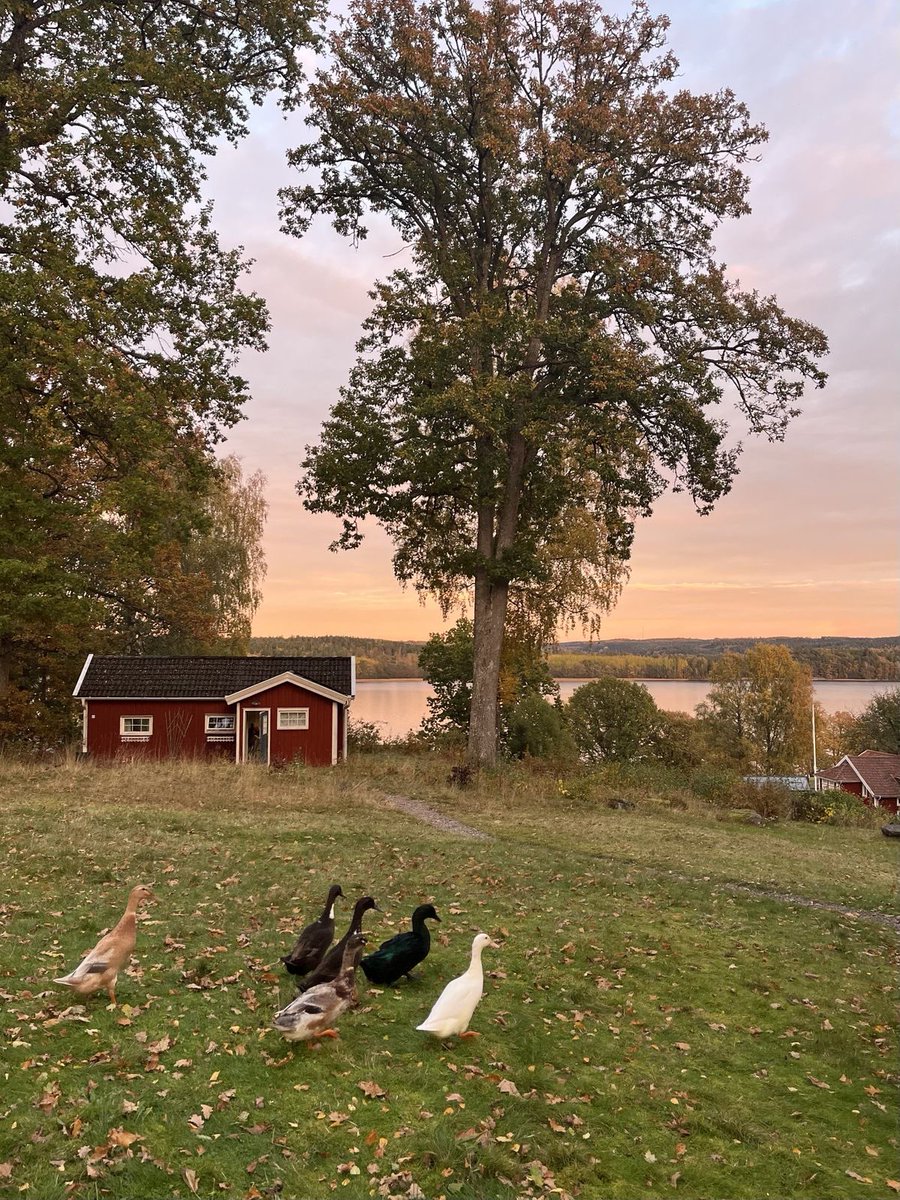 vistaaura tweet media