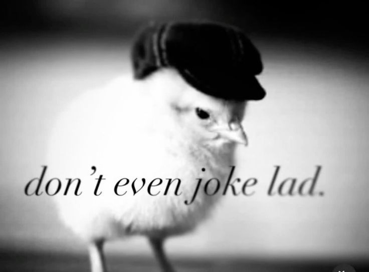 Bailey shedtwt ♡ ≽(•⩊ •マ≼ tweet media