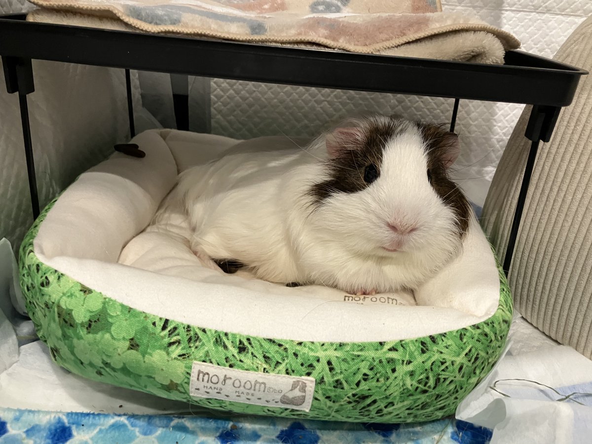 モルテッシモ tweet media