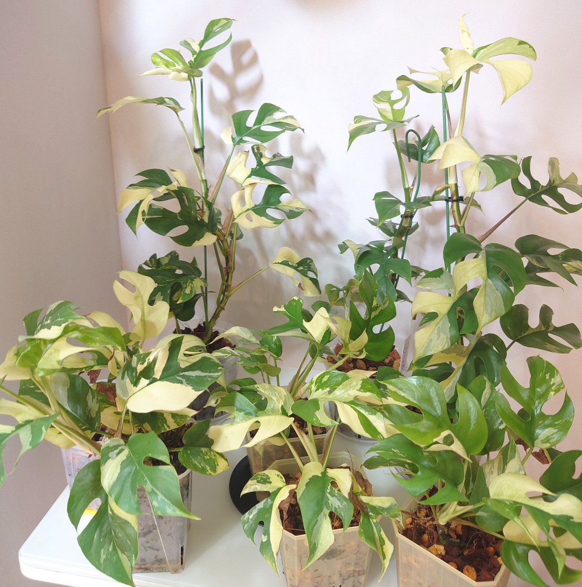 レモン作家氏の植物日記 tweet media