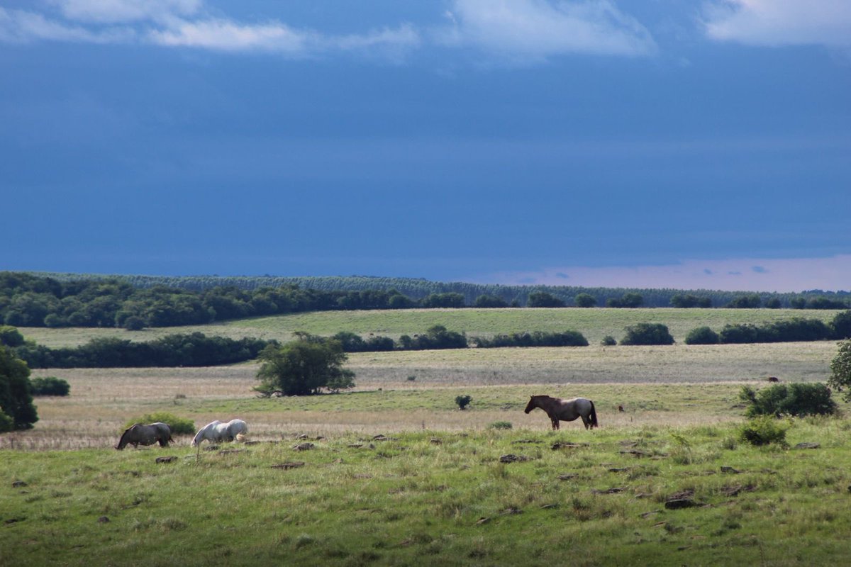 El Baqueano tweet media