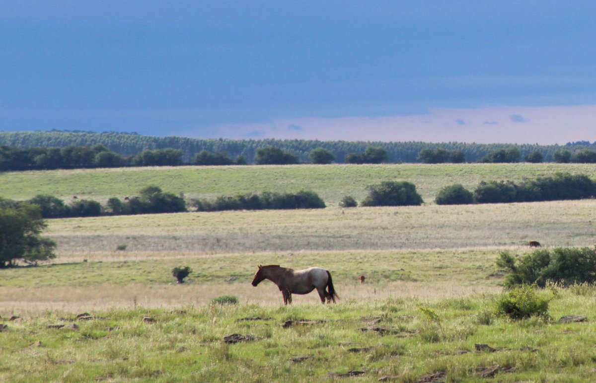 El Baqueano tweet media