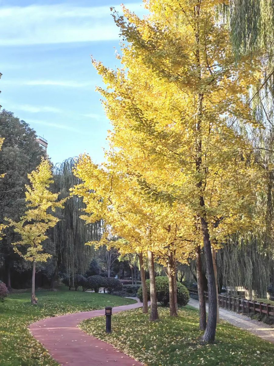 bsJJflMONsE5pO2's tweet photo. Autumn breeze, golden leaves, warm lattes—perfect day to wander slowly. https://t.co/SMDWKYU0id