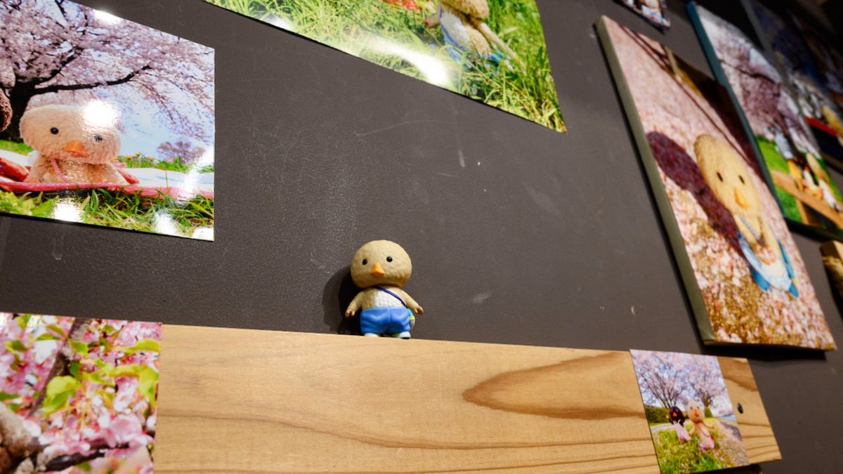 トガリちゃんねる tweet media