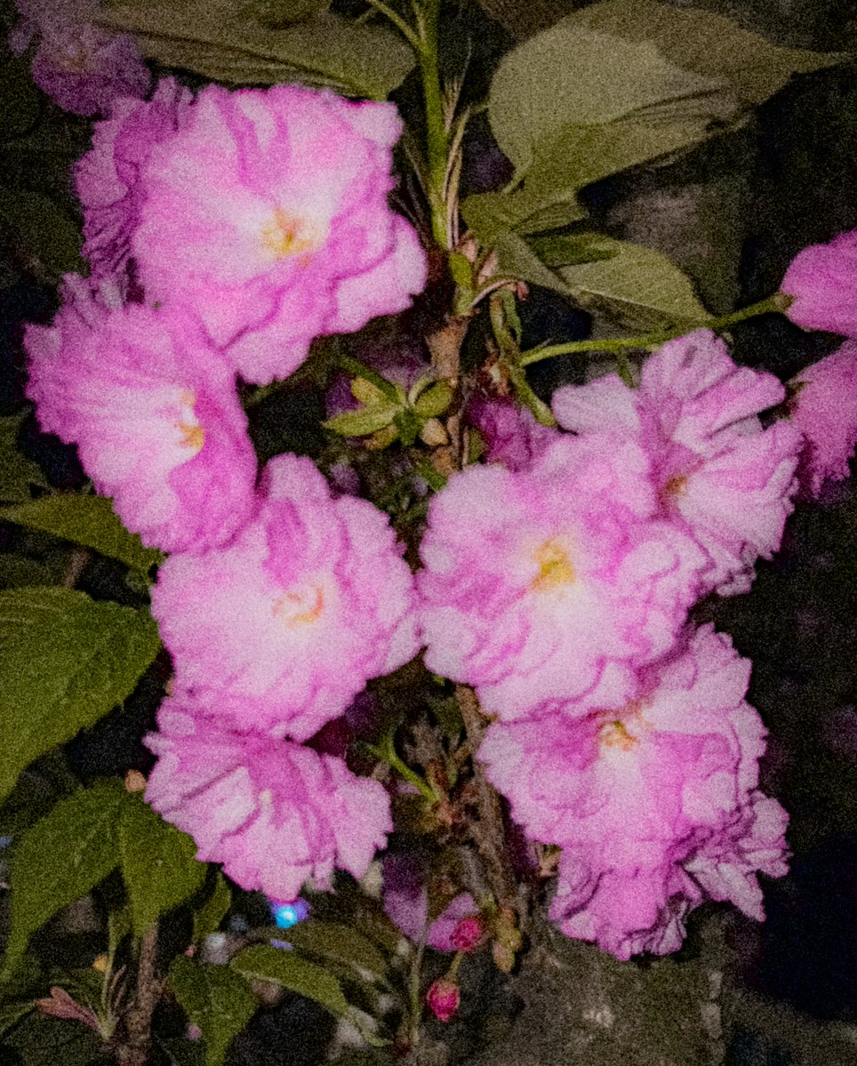 白矮星 tweet media