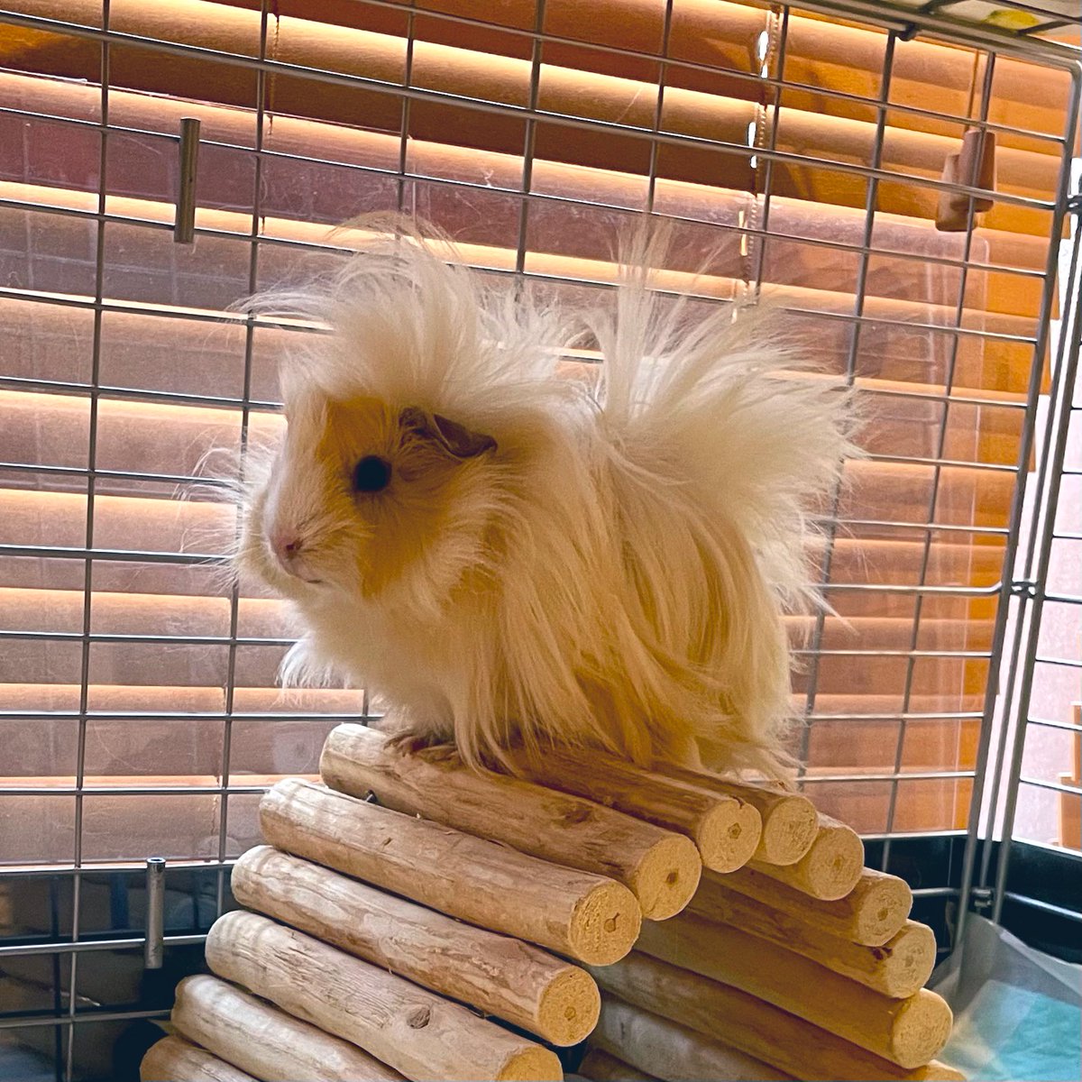 ▶︎◀︎ Ribbon ▶︎◀︎ tweet media