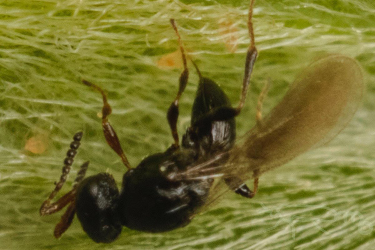 mouuuusa tweet media