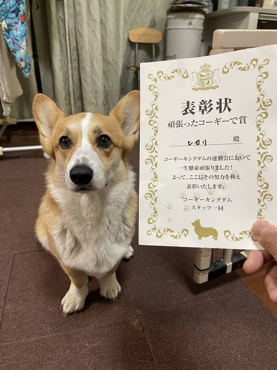 あらいさとし/光🐶🐾/幸👼🐾 tweet media