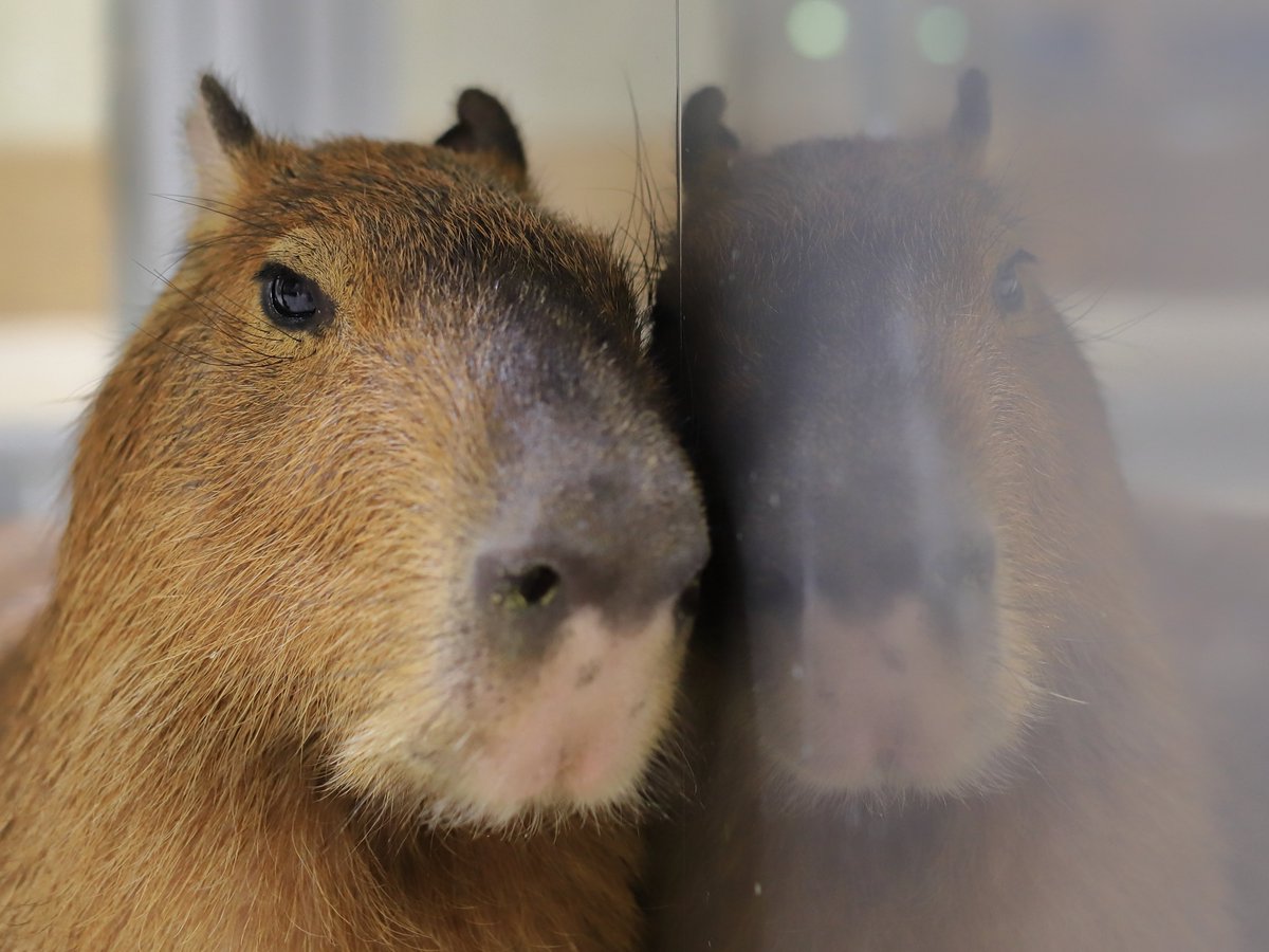 Capybara_siesta's tweet photo. a mirrored world. #capybara 
#カピバラ #Moff animal cafe #ららぽーと甲子園 https://t.co/6R8pTvVYSK