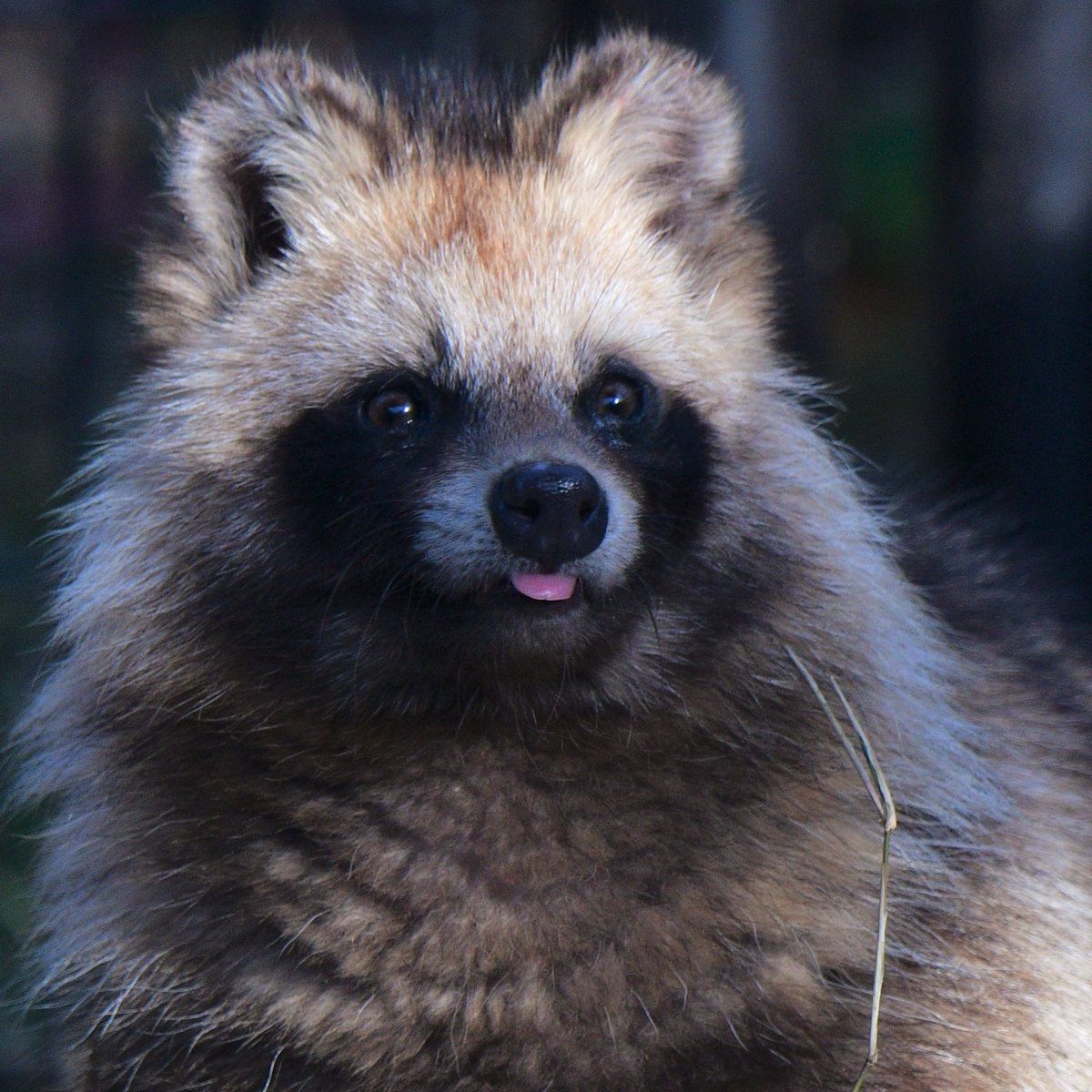 空白寺 tweet media