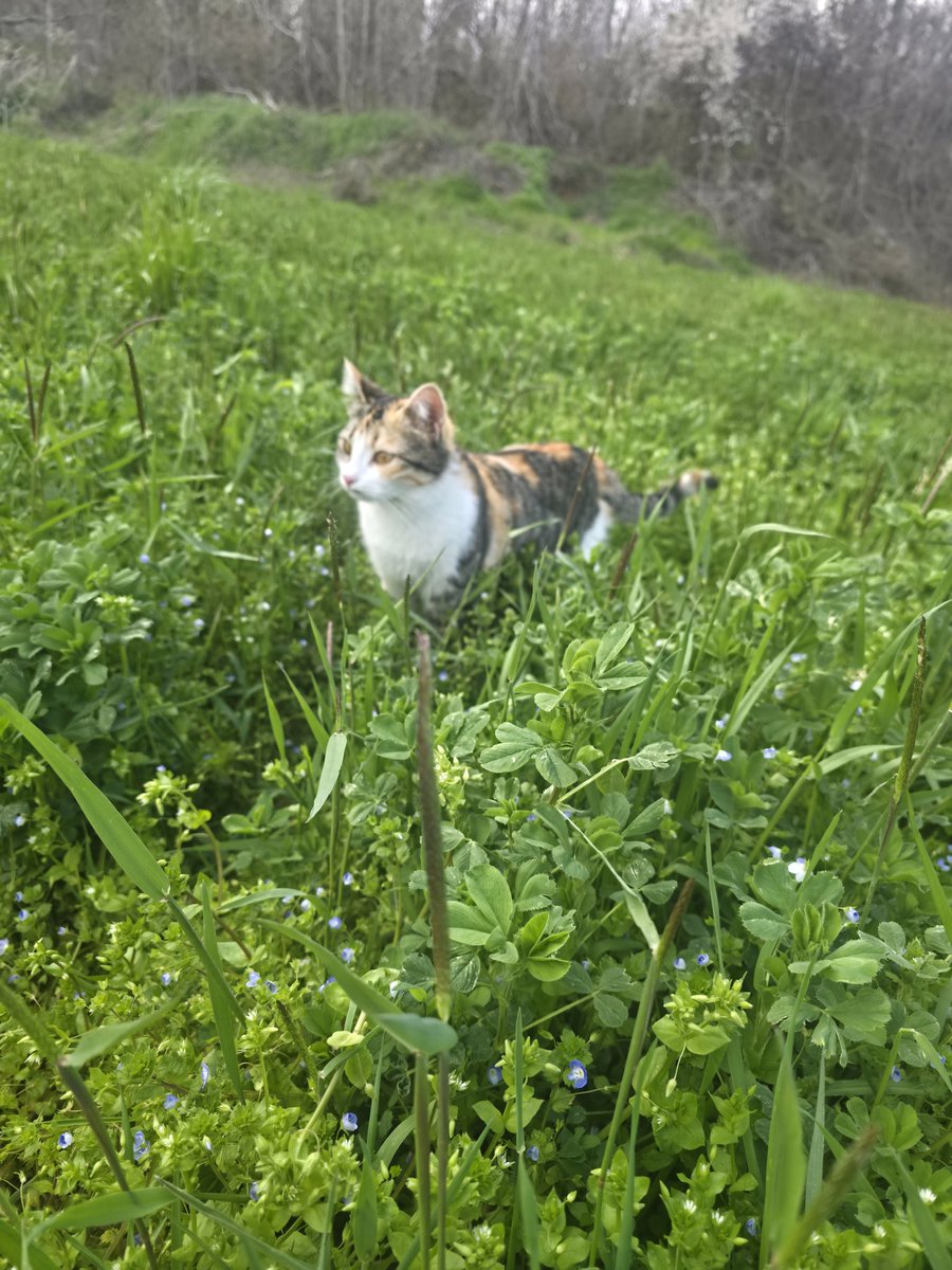 bir_kul_🕊FATIMA🕊1ikonuşuyor tweet media