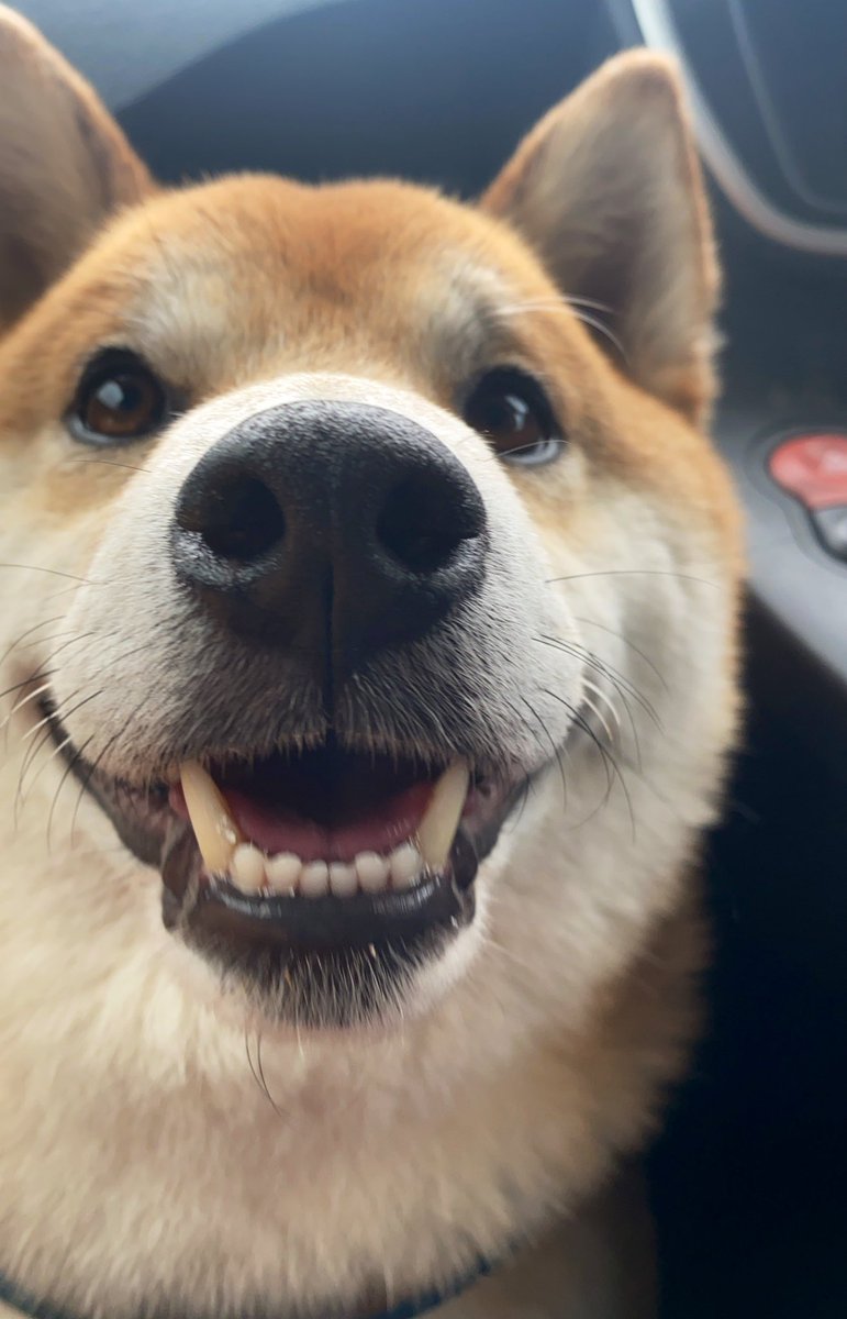 柴犬ぽん (@ponjuice729) / Posts / X