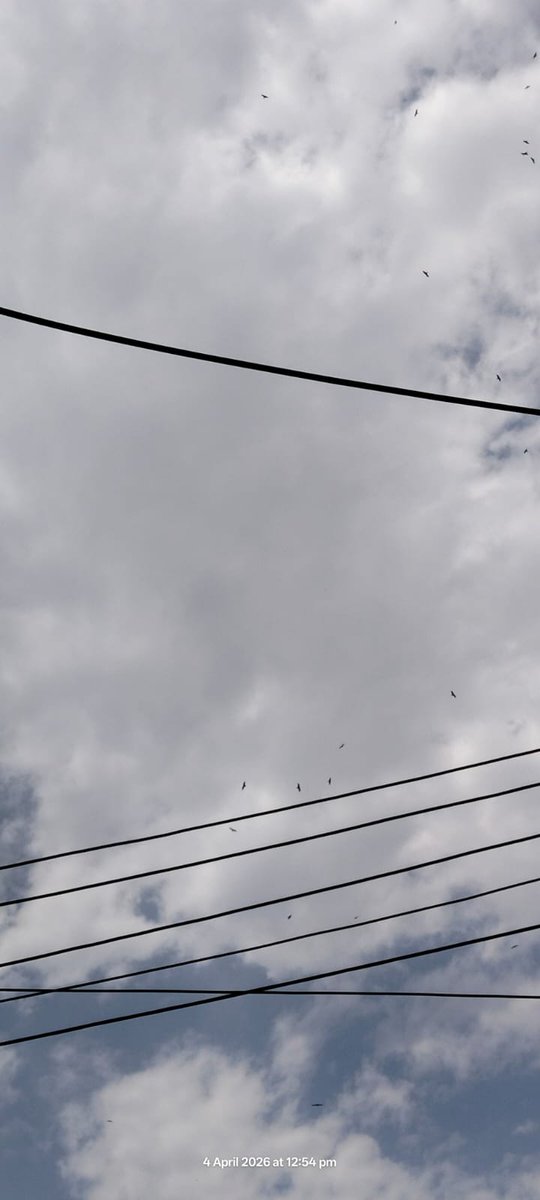 ملک_ایلیا tweet media