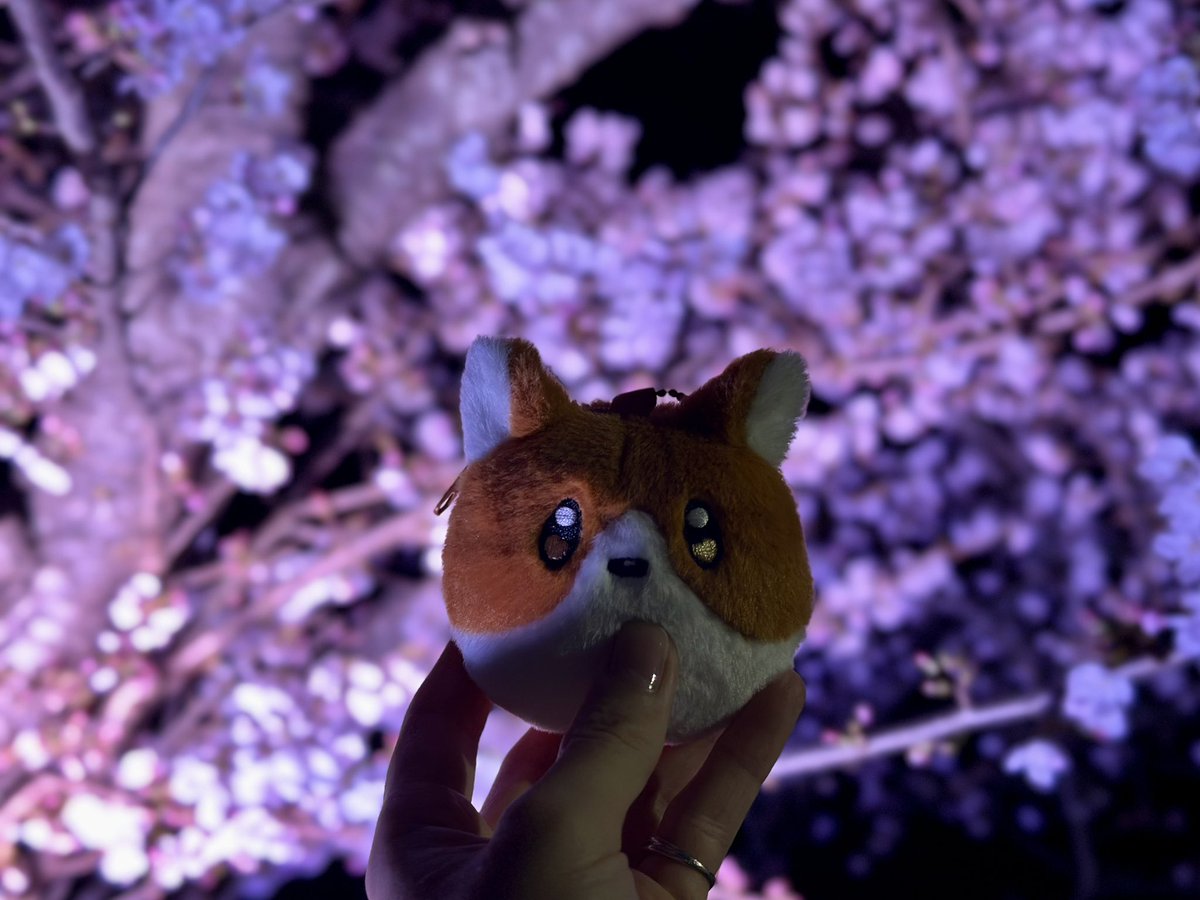 suiu_xx's tweet photo. 「春が満ちる」 https://t.co/3asXS9aZ4b