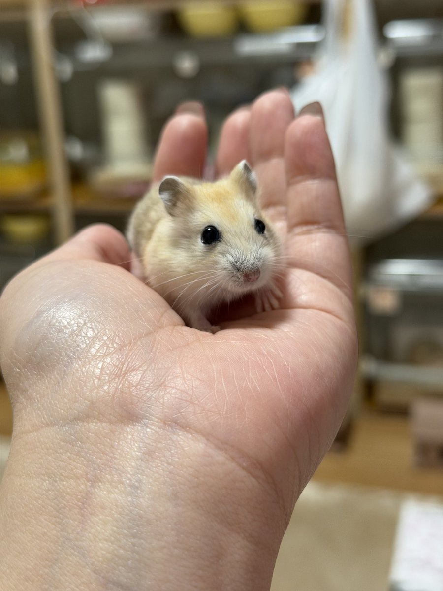 ハムっと🐹みなみ tweet media