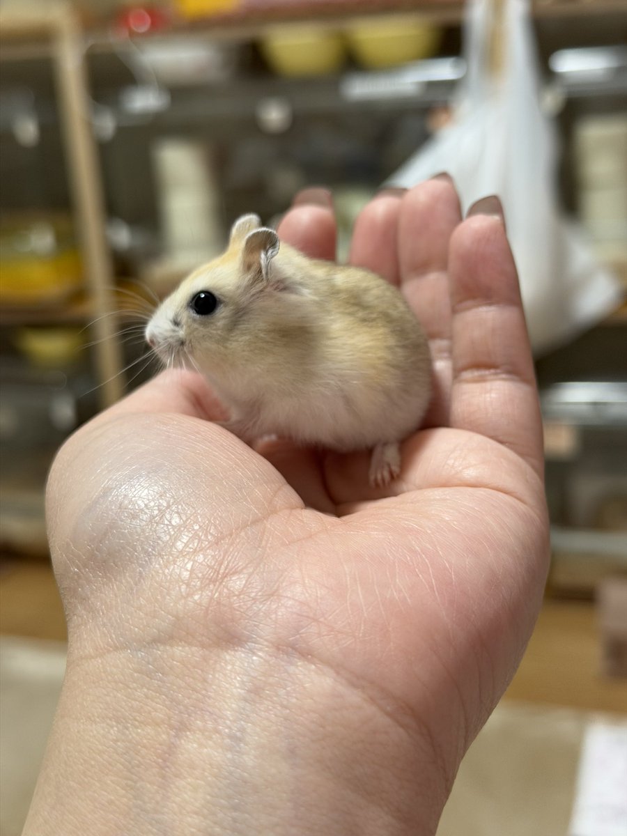 ハムっと🐹みなみ tweet media
