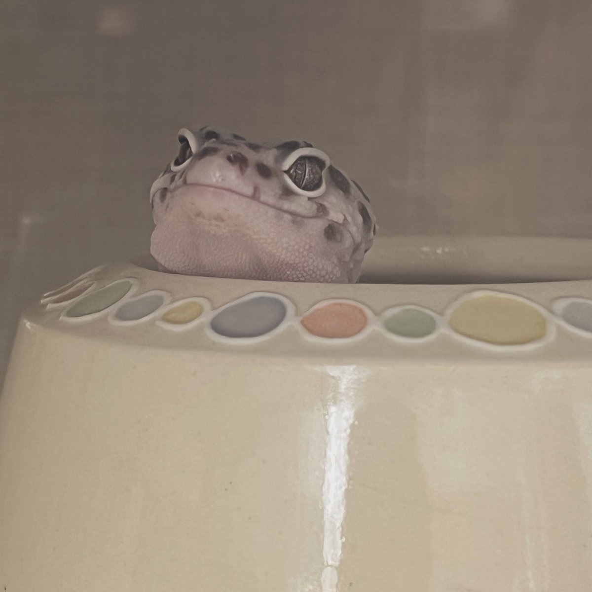 こもん tweet media