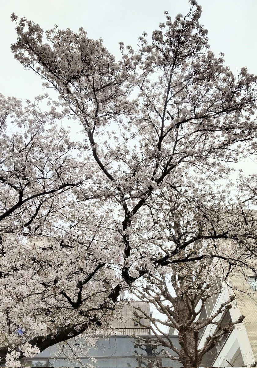 7ryokucha's tweet photo. 今年も頂きました😉ピクルス、可愛い、ありがとうございました🙇
国立駅の桜並木🌸風が有り天然花吹雪🌸 https://t.co/79ScROxxs7