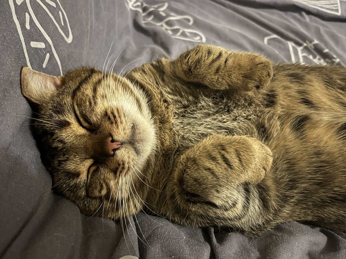 Забіяка 😼 tweet media