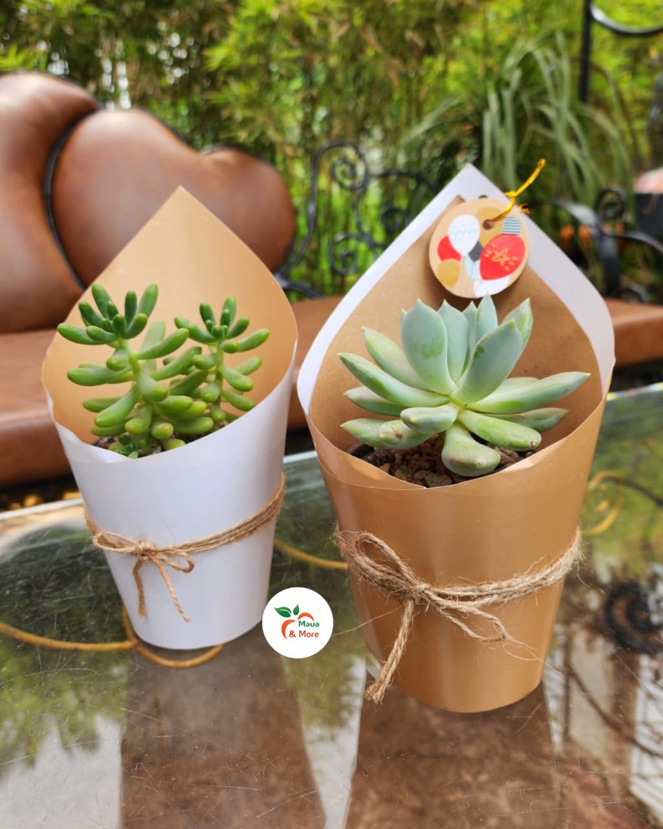 Maua & More tweet media