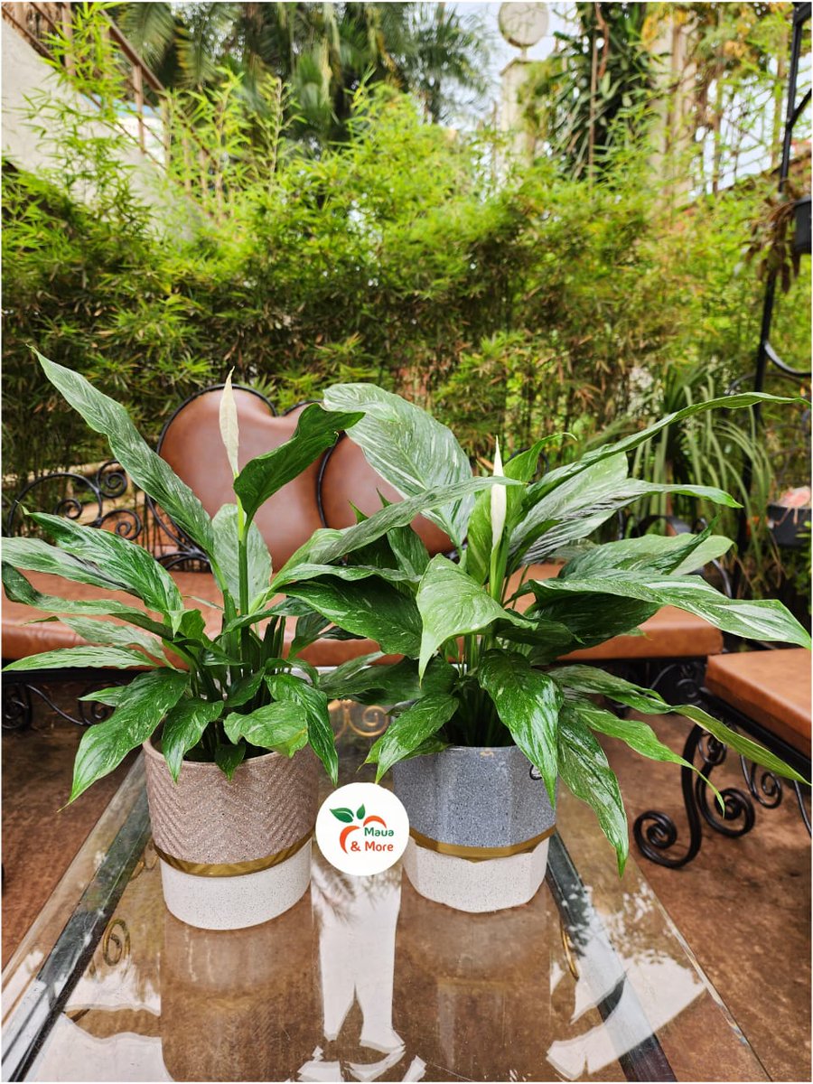 Maua & More tweet media