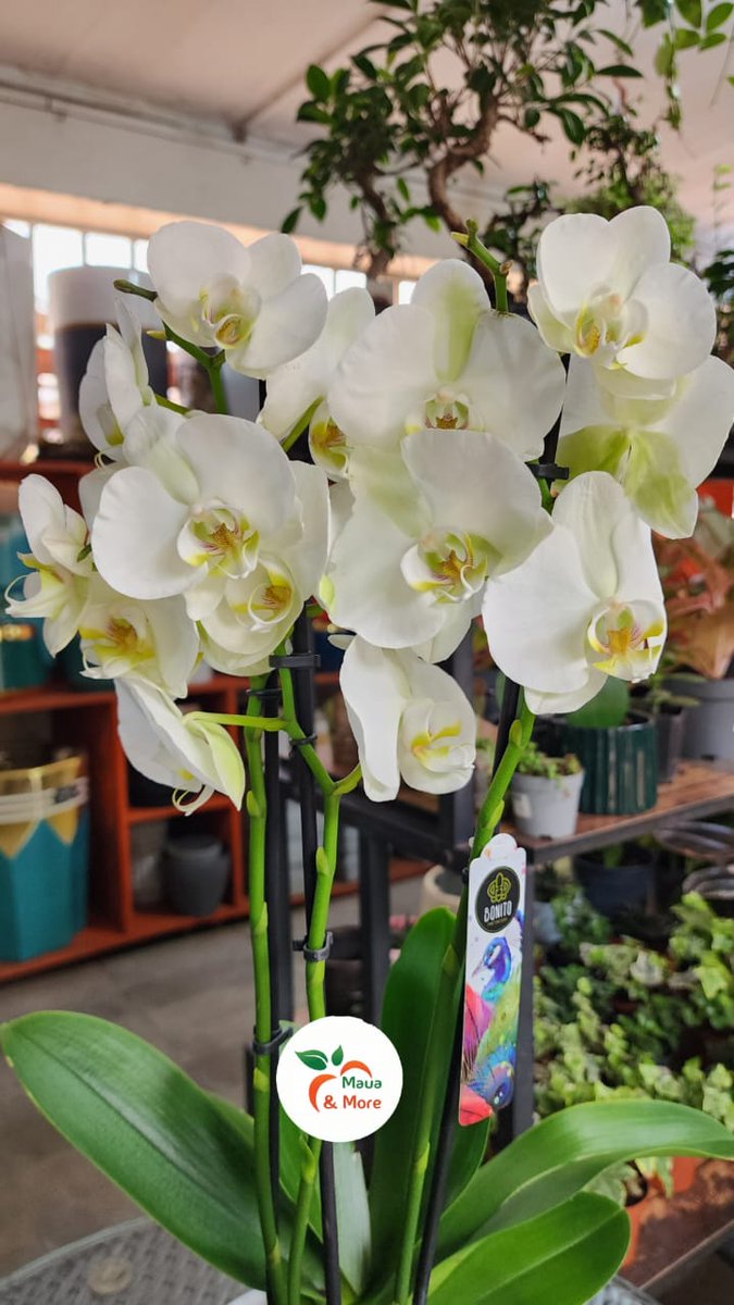 Maua & More tweet media