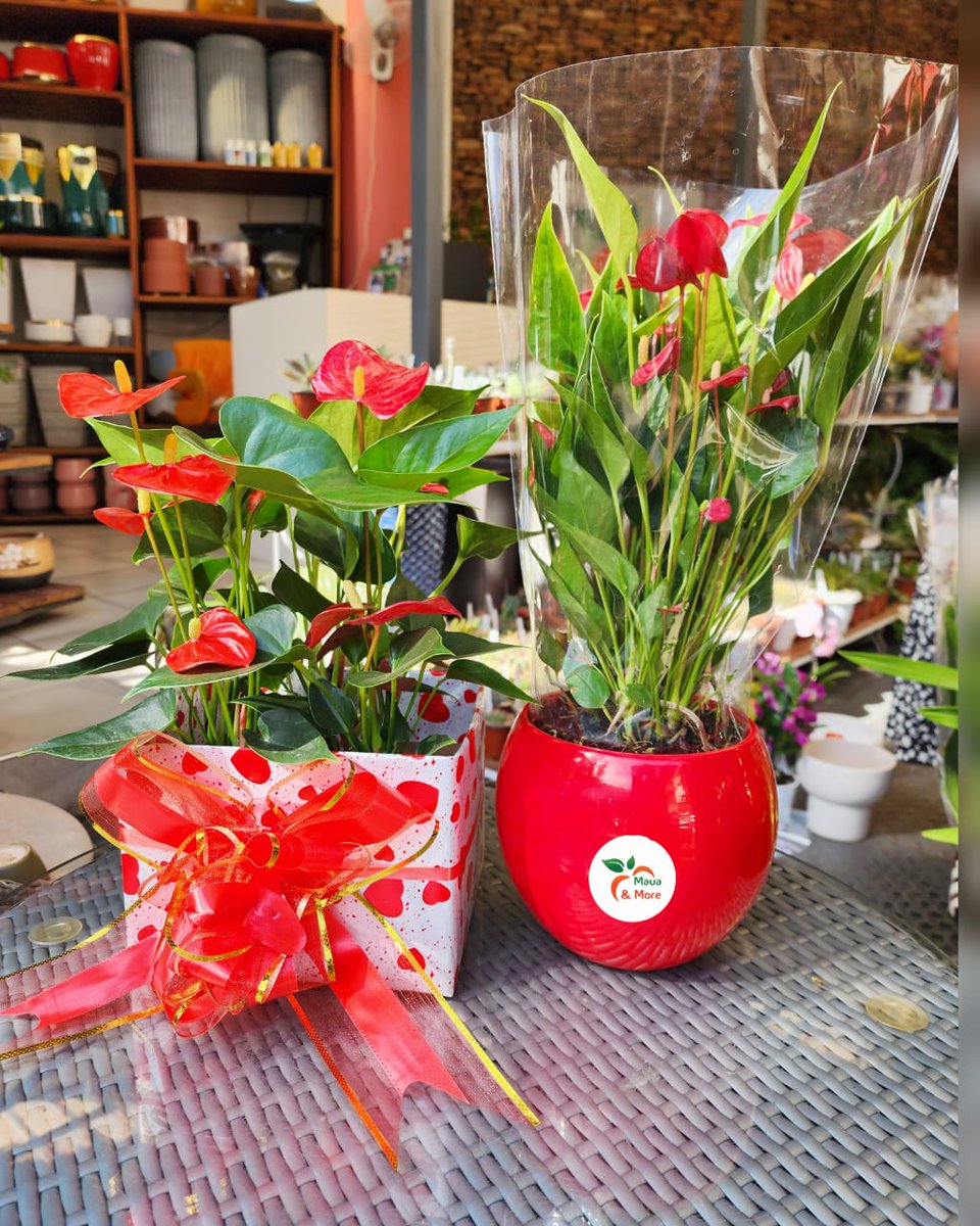 Maua & More tweet media