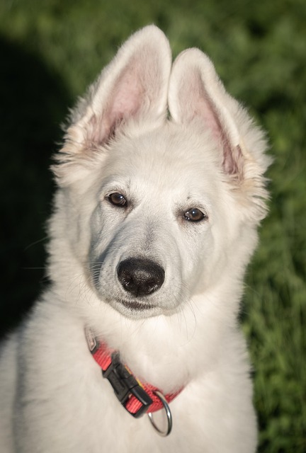 Pamela Darpino tweet media