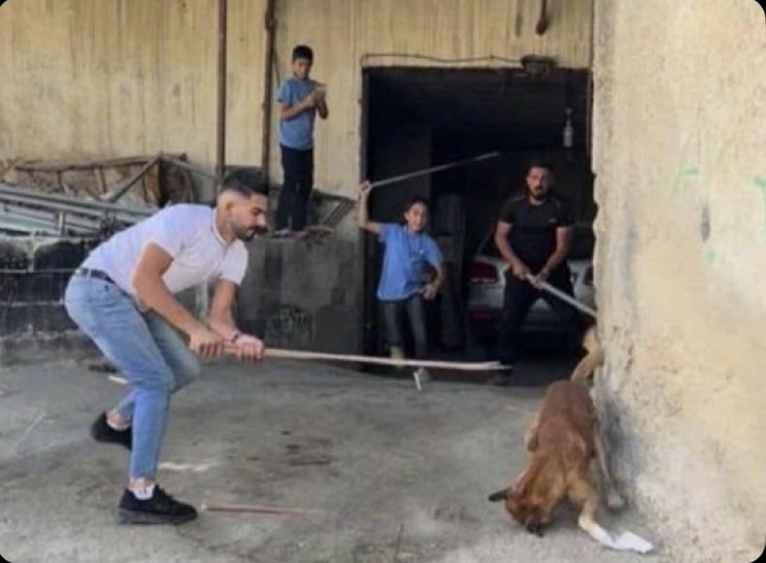 fierceinvalid13's tweet photo. -In 2022, the mayor of Hebron (West Bank) offered 20 shekels to anyone who would kill a dog. Palestinians, including children, took to the streets and filmed themselves killing dogs in the most inhumane ways.

-On Hamas TV, on the program “Pioneers of the Future,” the Bee Nahul teaches children how to abuse stray cats.

These two examples are not cases of random individual animal abuse. They are animal abuse as policy and part of a broader indoctrination.

They destroy their children’s empathy mechanisms, brainwash them to become soldiers and martyrs, and, most of all, teach them to adore death and violence.

There are no innocent Palestinians because the criminals and abusive parents make sure of that at a very young age.

Islam  is a death cult and Palestine is where the  headquarters are