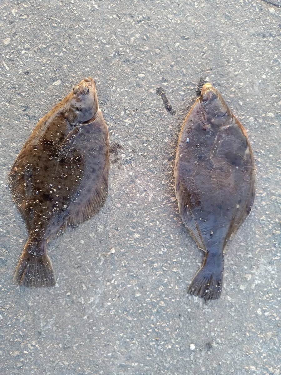 ふくすけと豆福🐿️ tweet media