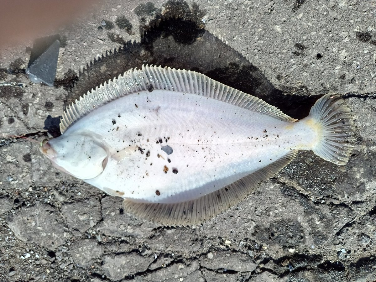 ふくすけと豆福🐿️ tweet media