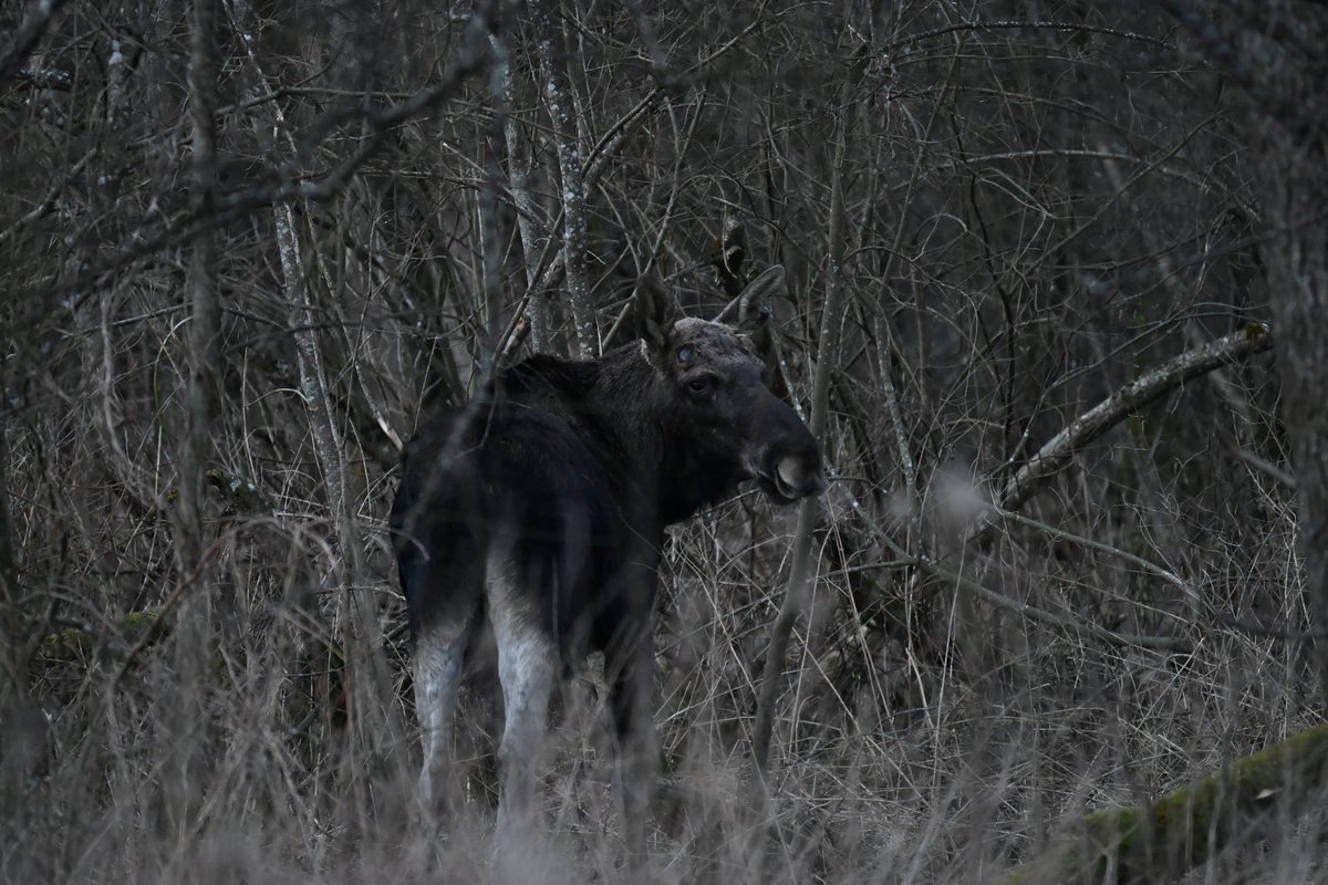 Oliwier Myka tweet media