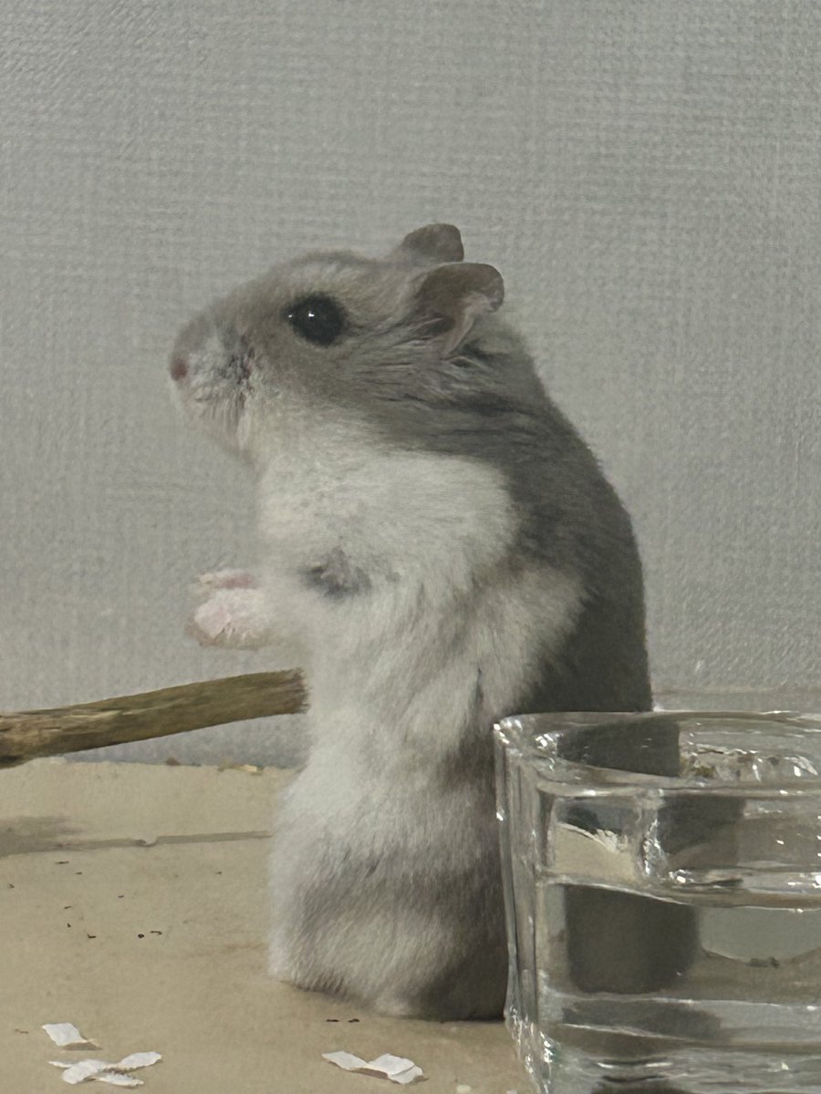 보니🐀 tweet media