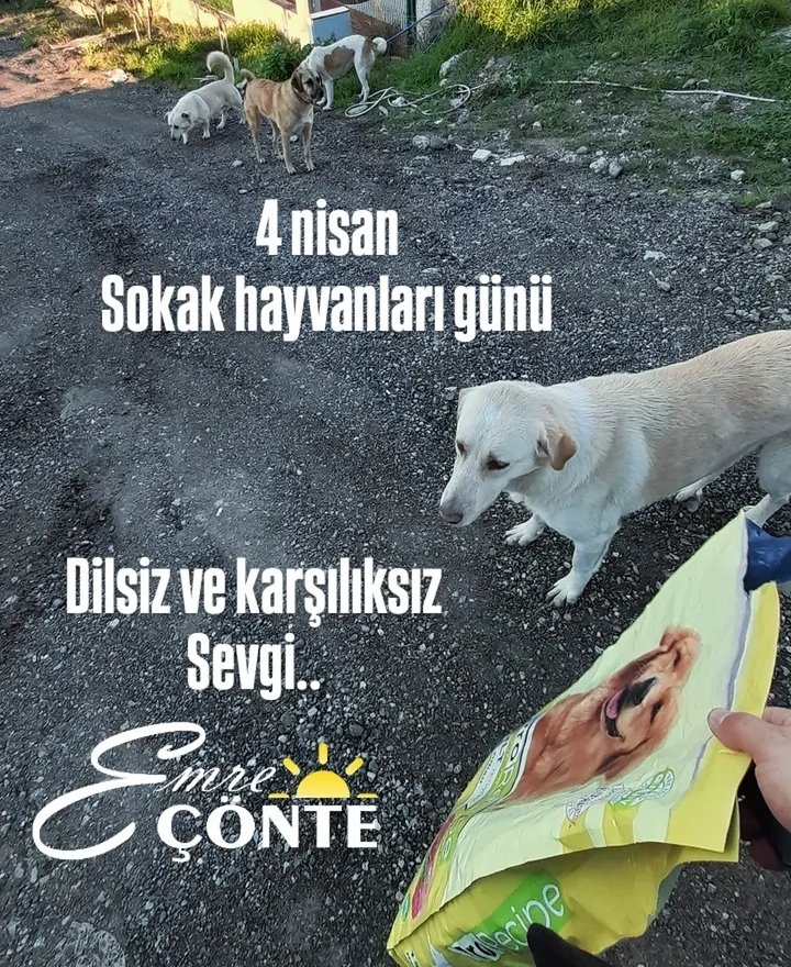 #4nisan #sokakhayvanlarıgünü