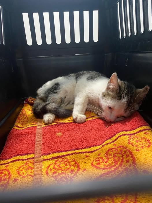 yolanda schultes tweet media