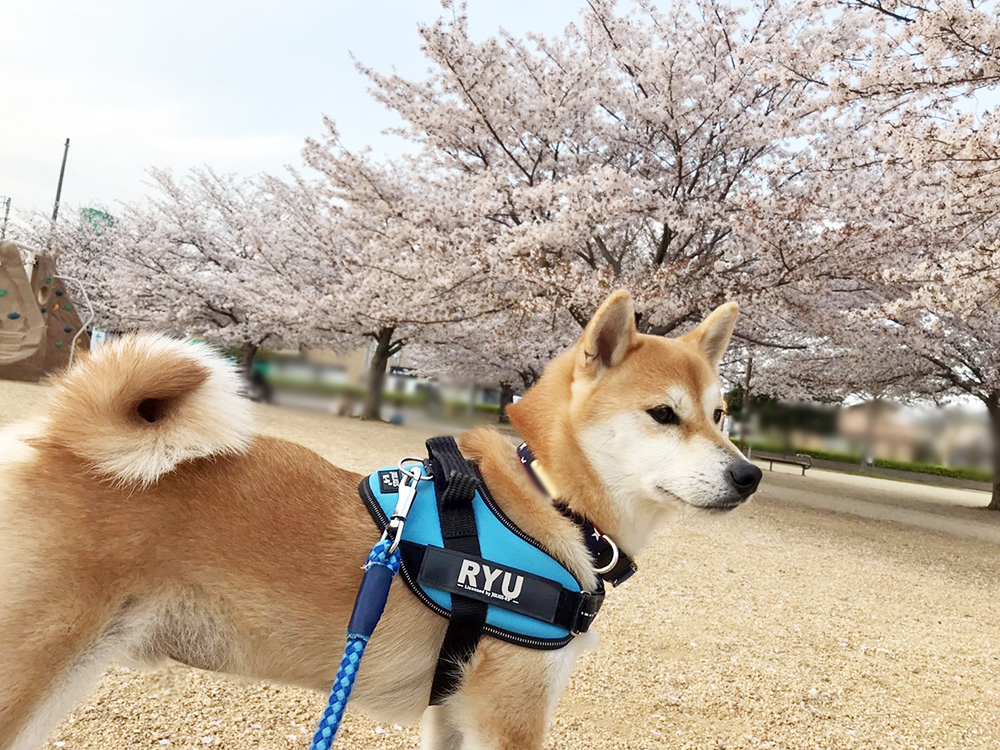 2023年4月4日も桜が満開だね。
3年後の今日は花散らしの雨がずっと降ってるよ。

龍が一緒じゃなきゃ、
ほとんど行くことのない公園。