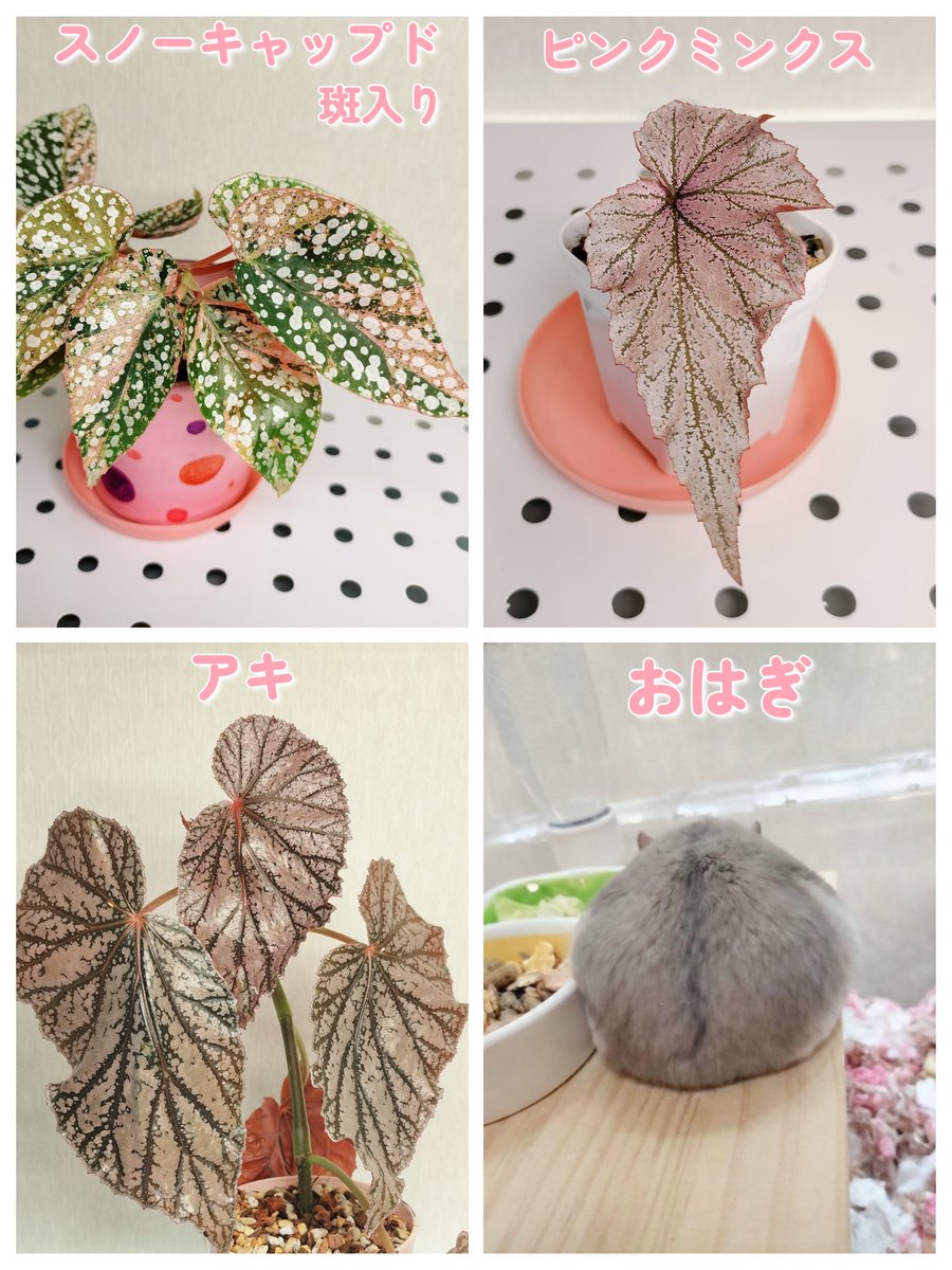 ありす tweet media