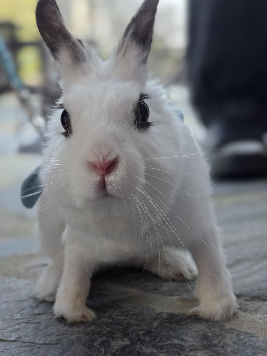 토끼 MingMing tweet media