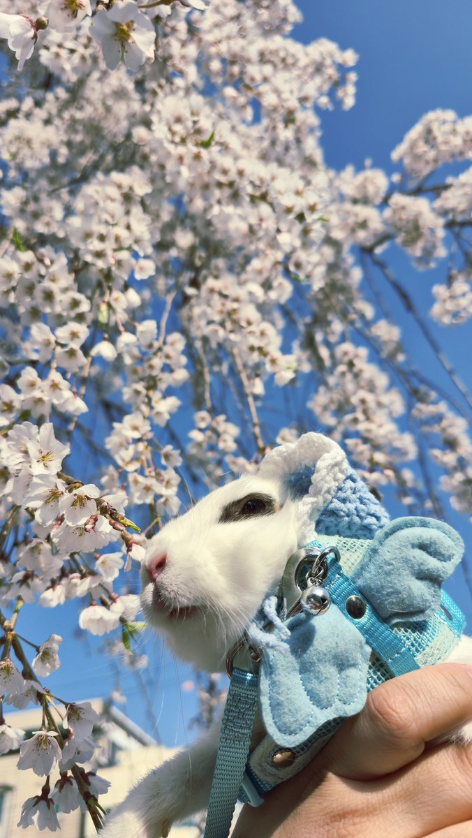 토끼 MingMing tweet media